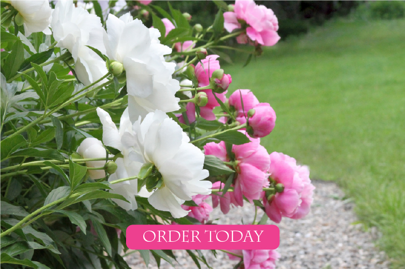 Order Your Peony Pack Today
